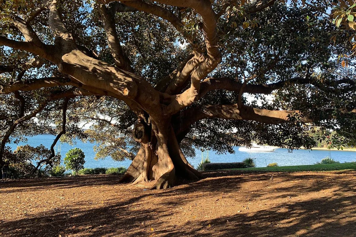 Paths and planting in Sydney's Royal Botanic Garden