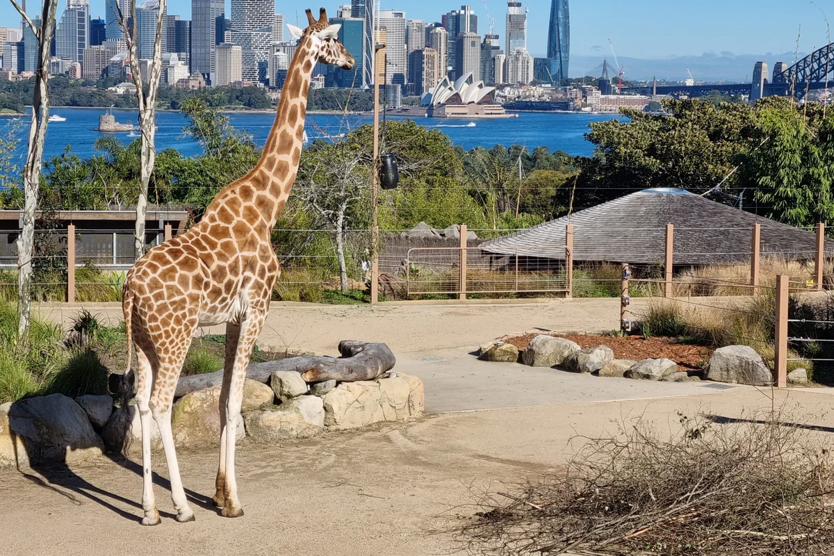Giraffe at Taronga Zoo with Sydney Harbour and the city behind